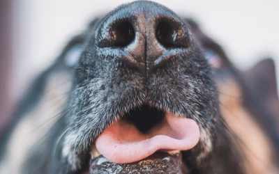 What is a Frenectomy and How Can it Help Me?